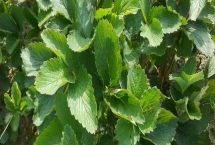 草莓苗什么时候移栽好，一般草莓苗会一年一换