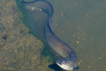 印尼鳗的特点,身体近似圆锥形