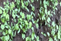 香菜春季播种适期，3-4月份播种较合适