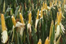 富裕109玉米品种的特性，中抗南方锈病