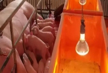 小猪出生多久不用保温箱，出生30天后可正常饲养