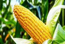 赛德1号玉米品种特性，适宜播期在4月下旬