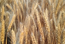 中麦875小麦种简介，每亩适宜基本苗18万左右