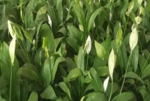 一帆风顺叶子发黄焦边干枯的原因，可能是光照过强或温度过低等