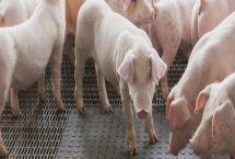 猪可以活多少年，正常寿命在二十年左右