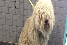 狗狗皮肤干燥的原因，天气、洗澡频繁、寄生虫感染等都会导致