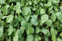 油菜叶色不正常的原因和解决方法，不同原因导致解决方法不同