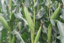 来玉179玉米种子产量特性，中等肥力以上地块栽培