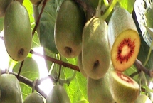 猕猴桃树的修剪技术，不同生长阶段的修剪方法不同