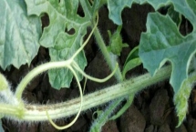 瓜类作物茎基部频繁开裂的原因，过量使用氮肥会降低表皮韧性、导致茎秆开裂