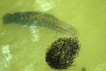 怎样判断河里有没有黑鱼，到了中午可沿着河岸观察