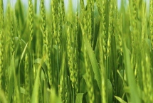 遂麦162小麦品种的特性,每亩适宜基本苗18~22万