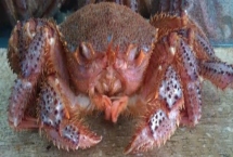 红毛蟹是什么蟹，因体色呈红色而得名