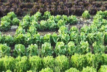 蔬菜的种植成本和利润，一亩蔬菜大棚所需成本为7000元左右