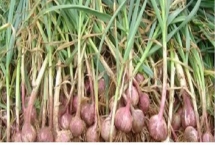 独头蒜为什么比普通大蒜贵，大蒜素含量要比普通大蒜高