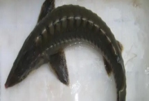 离开水的鲟鱼可以活多久，高耗氧的鱼类离不开水