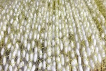 结茧后的蚕如何处理,可放入纸盒中让它们自然蜕变