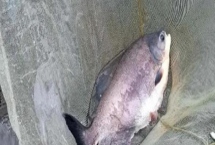 淡水白鲳能不能路亚，可以路亚且比较流行