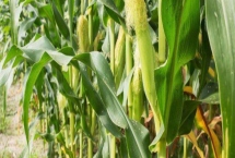 盛玉368玉米种子产量表现，高抗腐霉茎腐病
