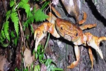 山螃蟹有没有寄生虫，鳃部容易感染多种寄生虫