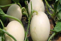 大棚甜瓜坐果后怎么管理,需做好昼夜温差控制、追肥留果等工作