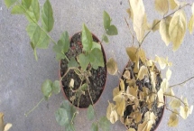 茉莉叶子发黄干枯的原因，可能是浇水不当所导致的