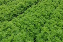 川芎的种植效益，主要取决于实际产量