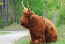 如何彻底消灭牛蜱虫，可在其栖息和越冬场所喷施毒死蜱等药物