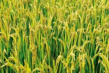 滇籼糯16号（试验名称：滇籼糯16号）水稻种子产量特性，中抗纹枯病（5.0级MR）