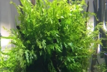 黑木蕨和青木蕨的区别，生长速度和栽植方式均不同