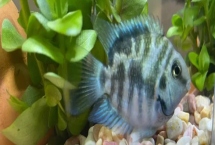 鹦鹉鱼能和锦鲤混养吗，通常不能混养