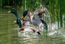 野鸭是几级保护动物，属于国家二级野生保护动物
