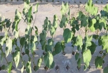 如何防治棉花僵苗，需适时播种和适量施肥等