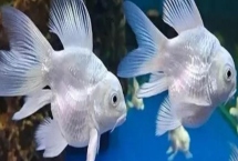 蝴蝶鲤怎么繁殖,采用卵生的方式进行繁殖