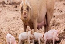 一胎母猪一般在多少天产仔，可采用人工助产