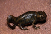 蝾螈怎么养，将水位控制在30厘米左右