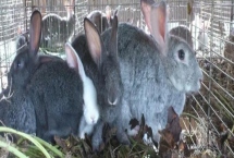 獭兔养殖的前期准备,选址很关键