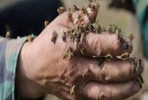 被蜜蜂蛰了怎么处理，要立刻远离蜂巢以免再次被蛰