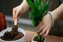 秋季能换花盆吗,只要养护措施跟得上亦可换盆