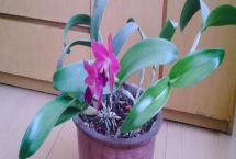 如何半水培养殖卡特兰，水分要完全干透才能浇水