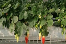 草莓无土栽培技术，栽培槽有下挖式栽培槽和高畦栽培槽两种