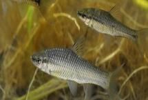 麦穗鱼吃什么，喜欢吃活食