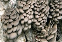 平菇出菇期管理技术，首先要调节好温度和湿度