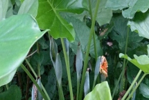 滴水观音的花有没有毒,花朵中的汁液有毒