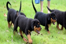 狗狗眼屎多的原因,可能是炎症或感冒等引起的