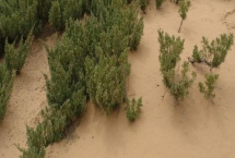 沙漠种树的注意事项，要选择合适的树种