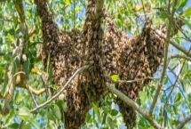 蜜蜂筑巢的条件,要求环境安静且蜜源丰富等