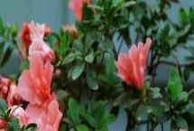 家里养杜鹃花寓意吉祥吗，家里养杜鹃花是十分吉祥的