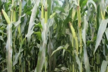 翔玉998玉米品种特性，是一种中晚熟的普通玉米品种