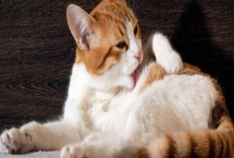 猫咪突然扭头转圈的原因，可能是中耳炎导致的